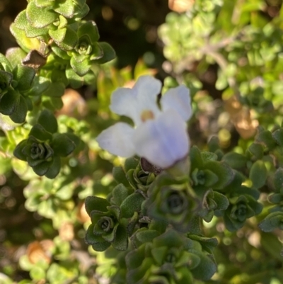 Prostanthera cuneata (Alpine Mint Bush) at Kosciuszko National Park, NSW - 15 Apr 2022 by Ned_Johnston