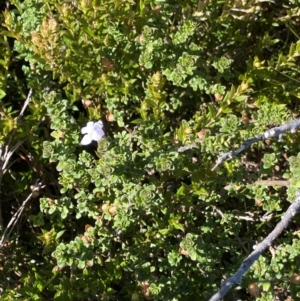 Prostanthera cuneata at Kosciuszko National Park, NSW - 16 Apr 2022