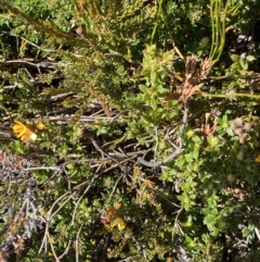 Oxylobium ellipticum at Kosciuszko National Park, NSW - 16 Apr 2022