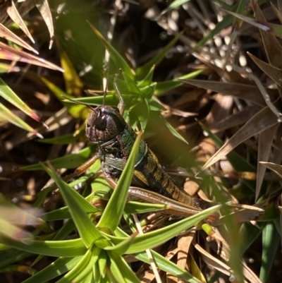 Kosciuscola tristis (Chameleon Grasshopper) at Charlotte Pass - Kosciuszko NP - 15 Apr 2022 by Ned_Johnston