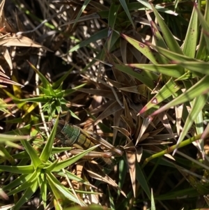 Kosciuscola tristis at Kosciuszko National Park, NSW - 16 Apr 2022