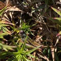 Kosciuscola tristis at Kosciuszko National Park, NSW - 16 Apr 2022