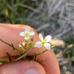 Cardamine lilacina (Lilac Bitter-cress) at Geehi, NSW - 16 Apr 2022 by Ned_Johnston