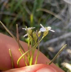 Cardamine lilacina at Geehi, NSW - 16 Apr 2022 02:41 PM