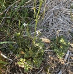 Cardamine lilacina at Geehi, NSW - 16 Apr 2022