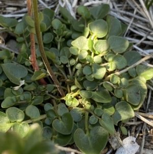 Cardamine lilacina at Geehi, NSW - 16 Apr 2022 02:41 PM