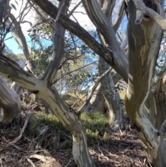 Eucalyptus pauciflora subsp. niphophila (Alpine Snow Gum) at Geehi, NSW - 16 Apr 2022 by NedJohnston