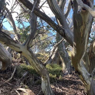 Eucalyptus pauciflora subsp. niphophila (Alpine Snow Gum) at Geehi, NSW - 16 Apr 2022 by NedJohnston