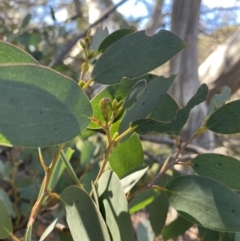 Eucalyptus pauciflora subsp. niphophila at Kosciuszko National Park - 16 Apr 2022