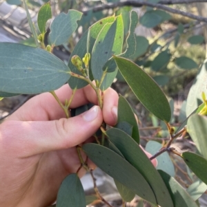 Eucalyptus pauciflora subsp. niphophila at Kosciuszko National Park - 16 Apr 2022