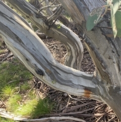 Eucalyptus pauciflora subsp. niphophila at Geehi, NSW - 16 Apr 2022