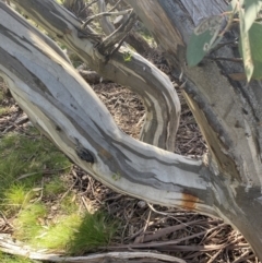 Eucalyptus pauciflora subsp. niphophila at Kosciuszko National Park - 16 Apr 2022