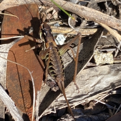 Austrodectes monticolus (Australian shield-back katydid) at Kosciuszko National Park - 16 Apr 2022 by Ned_Johnston