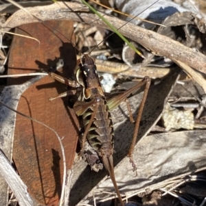 Austrodectes monticolus at Geehi, NSW - 16 Apr 2022