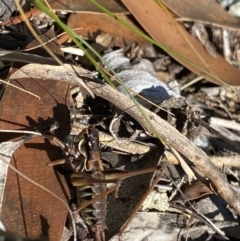 Austrodectes monticolus at Geehi, NSW - 16 Apr 2022