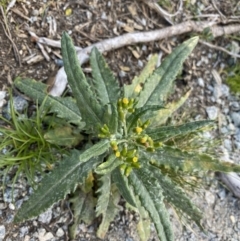 Senecio (genus) (A Fireweed) at Geehi, NSW - 16 Apr 2022 by NedJohnston