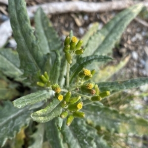 Senecio sp. at Geehi, NSW - 16 Apr 2022