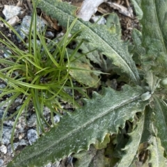 Senecio sp. at Geehi, NSW - 16 Apr 2022