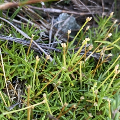 Scleranthus biflorus (Twin-flower Knawel) at Geehi, NSW - 16 Apr 2022 by NedJohnston