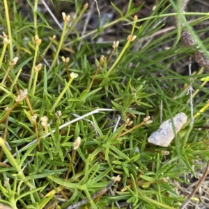 Scleranthus biflorus at Geehi, NSW - 16 Apr 2022