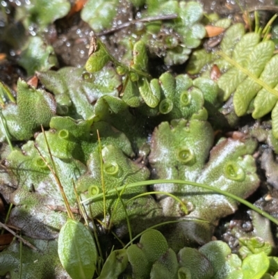 Marchantia sp. (genus) (A Liverwort) at Kosciuszko National Park - 16 Apr 2022 by Ned_Johnston