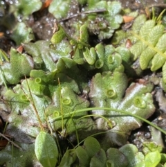 Marchantia sp. (genus) (A Liverwort) at Kosciuszko National Park - 16 Apr 2022 by Ned_Johnston
