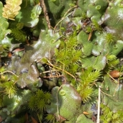 Marchantia sp. (genus) at Kosciuszko National Park, NSW - 16 Apr 2022