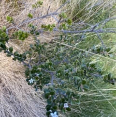 Nematolepis ovatifolia at Kosciuszko National Park, NSW - 16 Apr 2022
