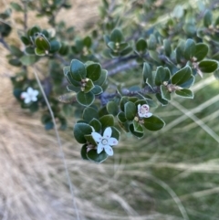 Nematolepis ovatifolia at Kosciuszko National Park, NSW - 16 Apr 2022