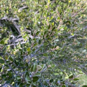 Nematolepis ovatifolia at Kosciuszko National Park, NSW - 16 Apr 2022