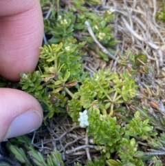 Asperula pusilla (Alpine Woodruff) at Kosciuszko National Park, NSW - 16 Apr 2022 by NedJohnston