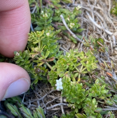 Asperula pusilla (Alpine Woodruff) at Kosciuszko National Park, NSW - 16 Apr 2022 by NedJohnston