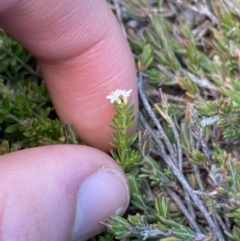 Asperula pusilla at Kosciuszko National Park, NSW - 16 Apr 2022