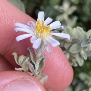 Olearia brevipedunculata at Geehi, NSW - 16 Apr 2022