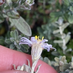 Olearia brevipedunculata at Geehi, NSW - 16 Apr 2022 12:57 PM