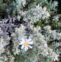 Olearia brevipedunculata at Geehi, NSW - 16 Apr 2022