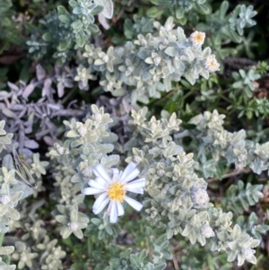 Olearia brevipedunculata at Geehi, NSW - 16 Apr 2022