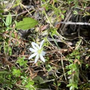 Stellaria pungens at Geehi, NSW - 16 Apr 2022 12:47 PM