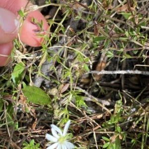 Stellaria pungens at Geehi, NSW - 16 Apr 2022 12:47 PM