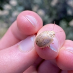 Paropsis atomaria (Eucalyptus leaf beetle) at Geehi, NSW - 16 Apr 2022 by Ned_Johnston