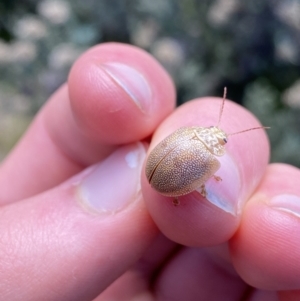 Paropsis atomaria at Geehi, NSW - 16 Apr 2022 12:57 PM