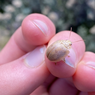 Paropsis atomaria (Eucalyptus leaf beetle) at Kosciuszko National Park - 16 Apr 2022 by Ned_Johnston