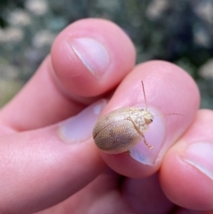 Paropsis atomaria at Geehi, NSW - 16 Apr 2022 12:57 PM