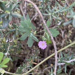 Geranium potentilloides at Kosciuszko National Park, NSW - 16 Apr 2022