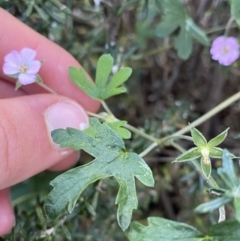 Geranium potentilloides at Kosciuszko National Park, NSW - 16 Apr 2022 12:55 PM