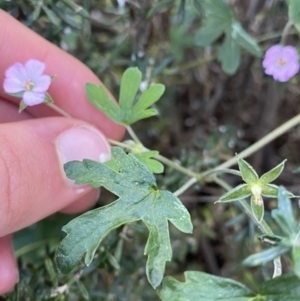 Geranium potentilloides at Kosciuszko National Park, NSW - 16 Apr 2022 12:55 PM