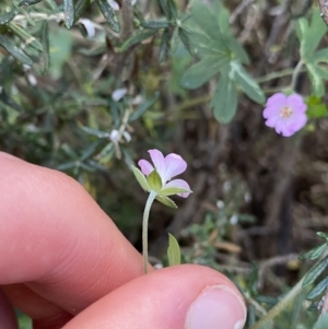 Geranium potentilloides at Kosciuszko National Park, NSW - 16 Apr 2022 12:55 PM