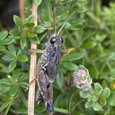 Perelytrana sp. (genus) (A grasshopper) at Kosciuszko National Park, NSW - 16 Apr 2022 by NedJohnston