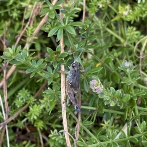 Perelytrana sp. (genus) at Kosciuszko National Park, NSW - 16 Apr 2022