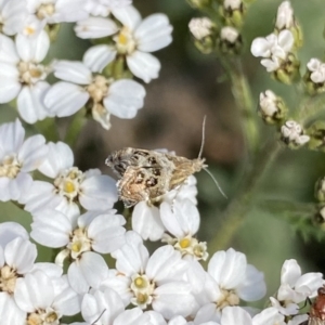 Tebenna micalis at Geehi, NSW - 16 Apr 2022 12:45 PM